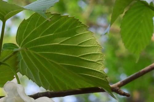 Ghost tree,Pocket handkerchief tree