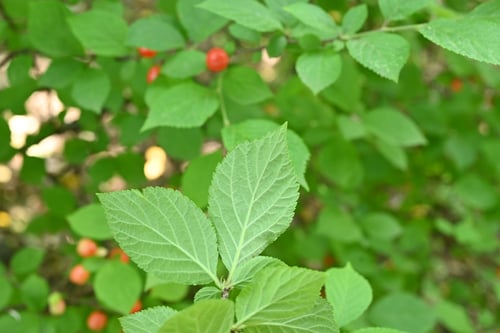 ユスラウメ,植木,ゆすらうめ