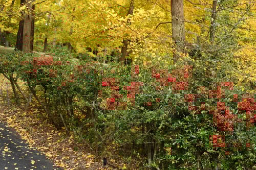 ピラカンサ,垣根,おすすめ