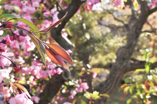 かいどうの木,葉っぱ,ハナカイドウ