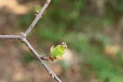 蠟梅の木の花,ろうばい,ロウバイ