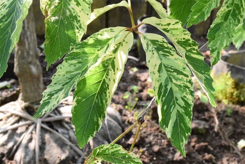 コナラの種類,画像