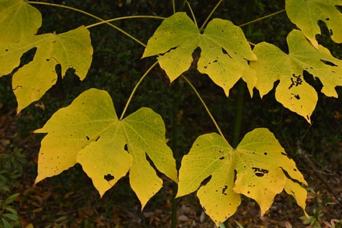 あおぎり,アオギリの紅葉,黄葉,青桐