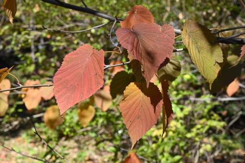 ハンカチノキの紅葉,はんかちのき,黄葉