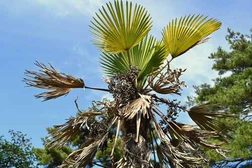 シュロの木,棕櫚の木,果実,しゅろ