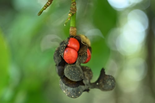 花,コブシ,seedd of Kobushi magnolia