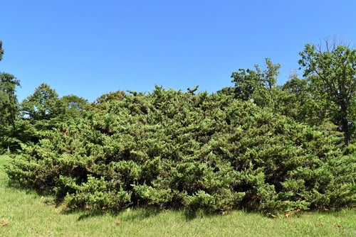 はいびゃくしん,ハイビャクシン,植木,特徴