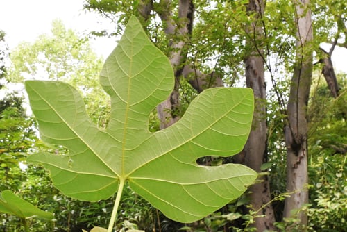 青桐の木,葉っぱ,あおぎり,アオギリ
