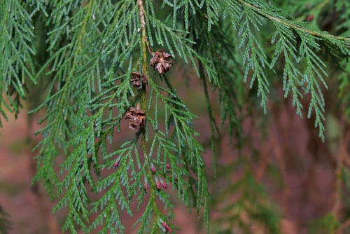 ろーそんひのき,ローソンヒノキ