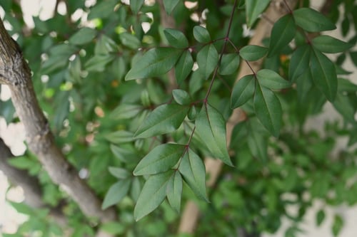 南天の木,なんてん,葉っぱ,ナンテン