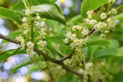 アオハダ　雄花　画像