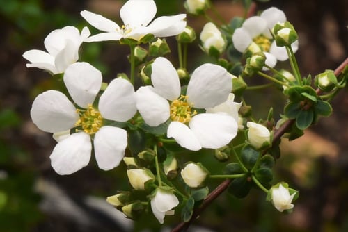 雪柳,花言葉,ゆきやなぎ,ユキヤナギ 
