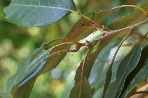 いちいがし,団栗