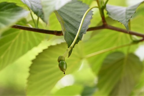 果実,画像,ハンカチノキ