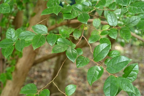 トキワマンサク,べにばなときわまんさく,葉