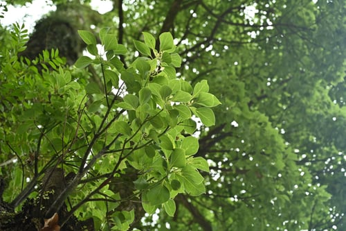 クスノキ,葉が丸いくすのき,楠木