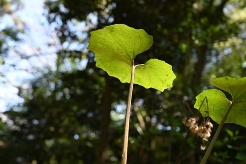 つわぶき,特徴,ツワブキ
