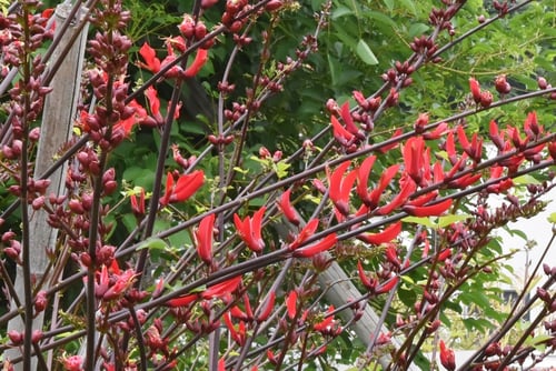 珊瑚シトウの木