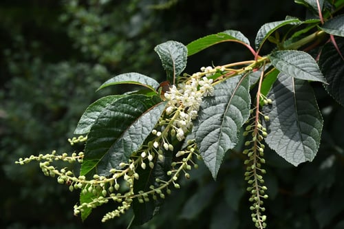 令法の花,りょうぶ,庭木図鑑,画像,リョウブ