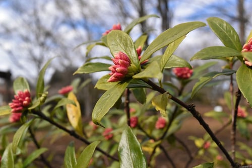 沈丁花,開花期,ちんちょうげ,ジンチョウゲ