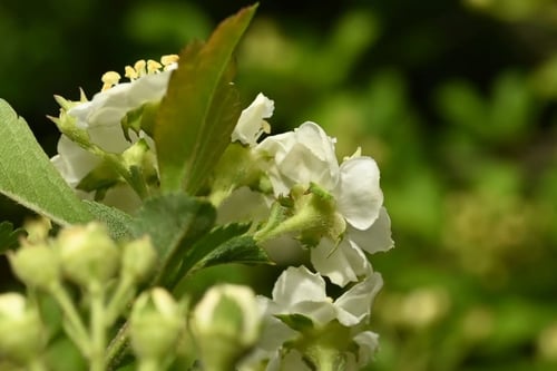 Japanese hawthorn/Mayflower