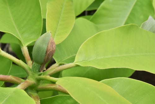 朴ノ木,ほうのき,ツボミ,ホオノキ