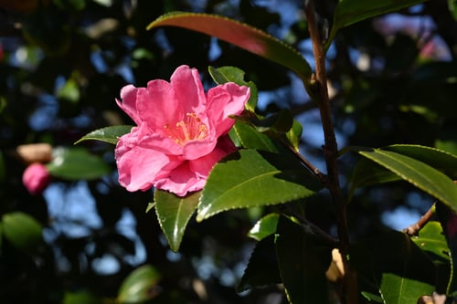 寒椿　ピンク　名前