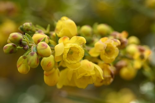 柊南天の木の開花,ひいらぎなんてん