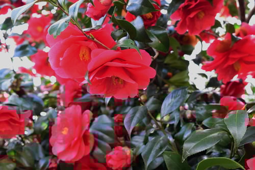 クリスマスビューティー　