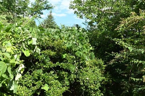 葛,クズの蔓,くず,植物