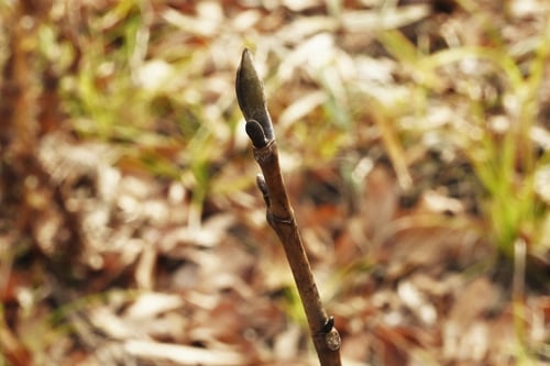 ゆりのき,半纏木,新芽,ユリノキ