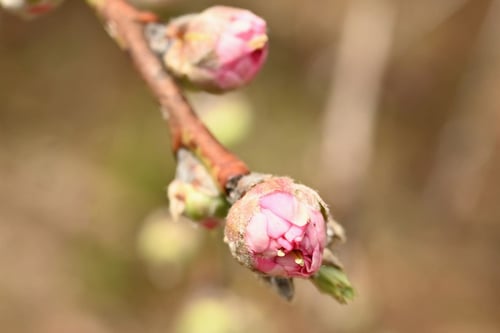 はなもも,樹木,ハナモモ,花桃,樹木