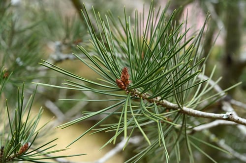 シロマツ,ハクショウ,樹木,ふゆめ