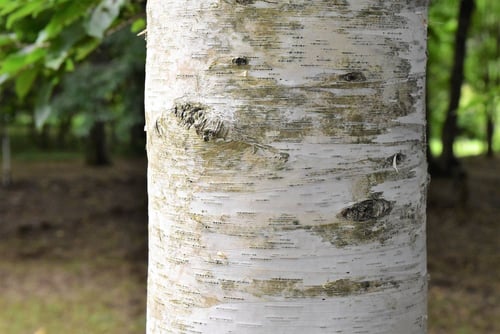白樺,しらかば,シラカンバとシラカバ,違い