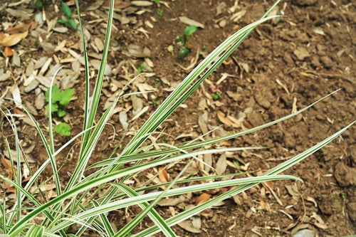 縞薄木,ススキ,すすき