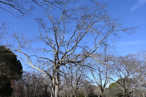 花,コブシ,辛夷の木,落葉期