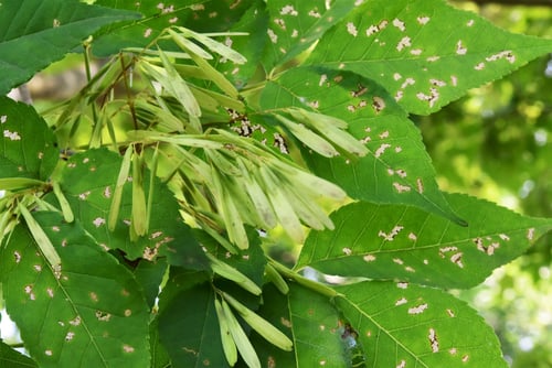 果実、やちだも