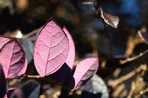 トキワマンサク,ときわまんさく,樹木