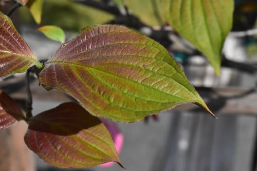 ミズキの葉,はなみずき,花水木