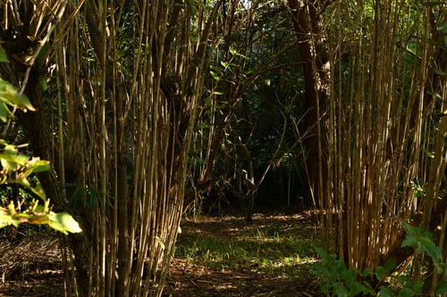 ハコネウツギ,はこねうつぎ,樹木