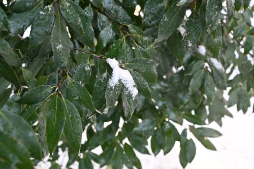 白樫の木,シラカシ,しらかし,雪