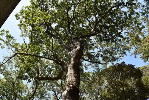 おがたまのき,樹木