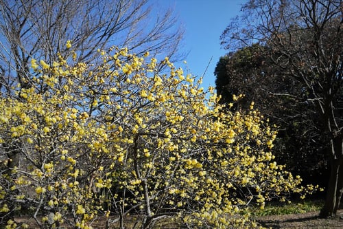 ソシンロウバイ,そしんろうばい,樹高