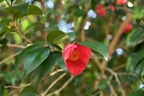 藪椿(ヤブツバキ)