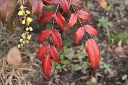 ヒイラギナンテン,紅葉,画像,ひいらぎなんてん