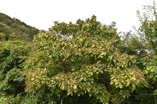 葉っぱが臭い木,臭桐の意味