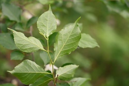 エゴノキ,えごのき,特徴