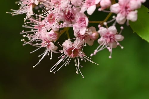 しもつけ,シモツケ,花