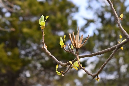 ゆりのき,新芽,ユリノキ,百合の木,チューリップツリー