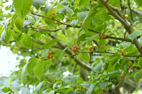 アオハダ,あおはだの木